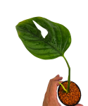 Monstera radicans zbliżenie