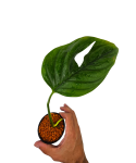 Monstera radicans liście