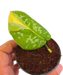 Scindapsus zeon zbliżenie
