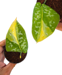 Scindapsus zeon liście