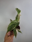 Calathea Calathea Glaza