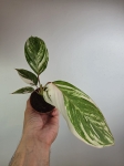 Calathea Calathea Glaza