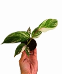 Calathea Calathea Glazie