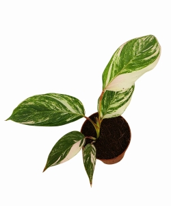 Calathea Calathea Glazie | Glaza