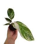 Calathea Calathea Glazie