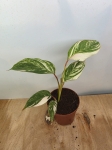 Calathea Calathea Glazie
