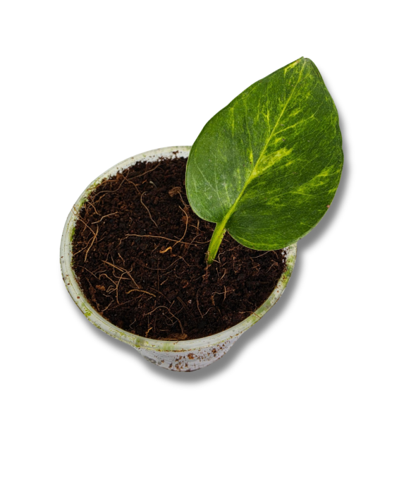 epipremnum Teruno Crystal Green
