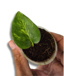 epipremnum Teruno Crystal Green