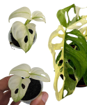 Monstera Archipelago