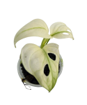 Monstera Archipelago