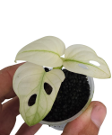 Monstera Archipelago
