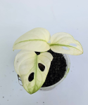 Monstera Archipelago
