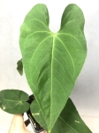 A. rotundistigmatum M - przykładowa sadzonka