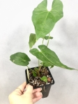 A. rotundistigmatum M - przykładowa sadzonka