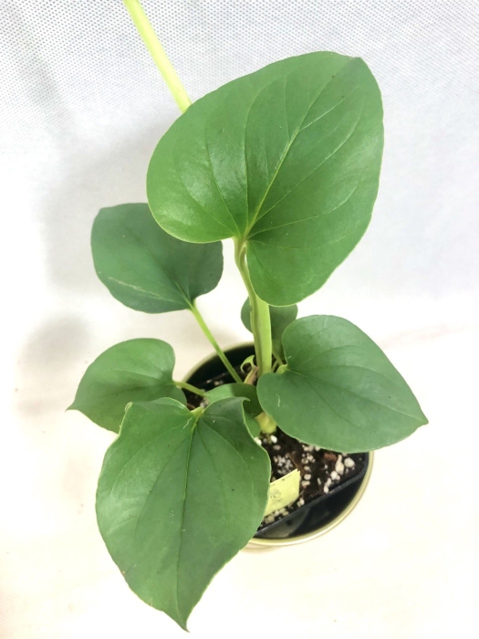 Anthurium Lingua - przykładowa sadzonka