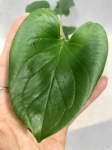 Anthurium Lingua 