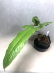 Anthurium ivanportillae