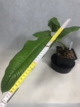 Anthurium ivanportillae