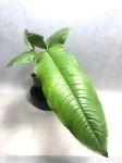 Anthurium ivanportillae