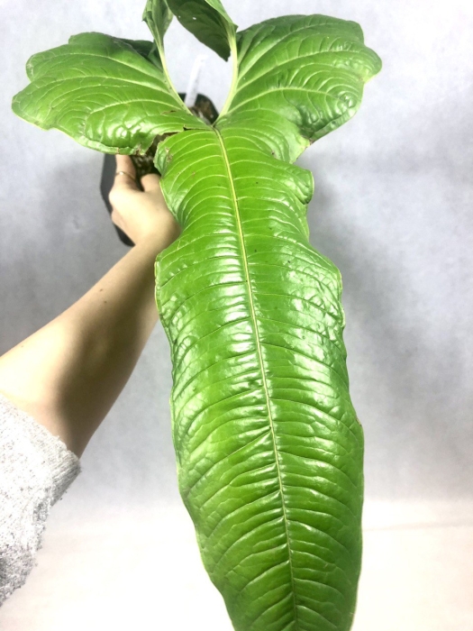 Anthurium ivanportillae
