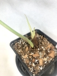 Anthurium ivanportillae