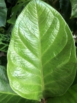 Anthurium lovely green