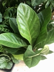 Anthurium lovely green 