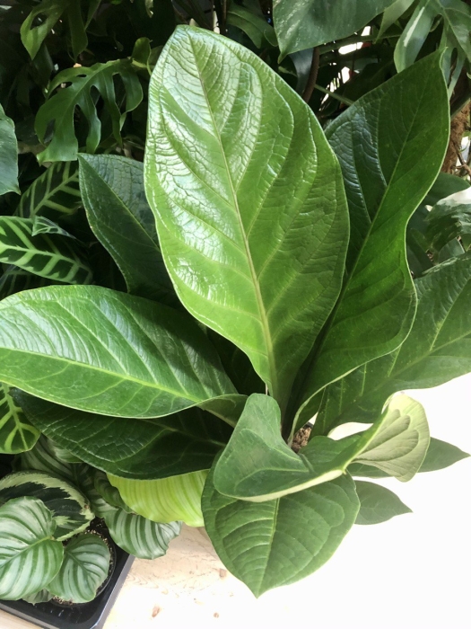 Anthurium lovely green 