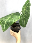 Anthurium magnificum white 1
