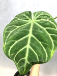 A. magnificum white - AMAGW1