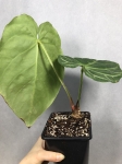 A. magnificum white - AMAGW1