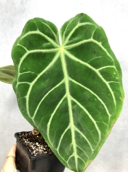 Anthurium magnificum white