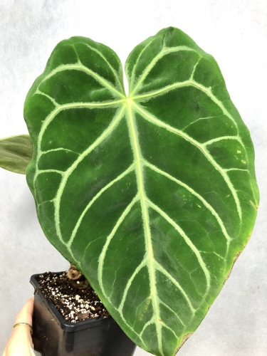 Anthurium magnificum white