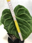 A. magnificum white - AMAGW1