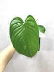 Philodendron tenue 1