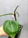 Philodendron tenue 1