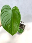 Philodendron tenue