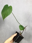 Philodendron tenue 1