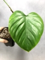 Philodendron shottianum