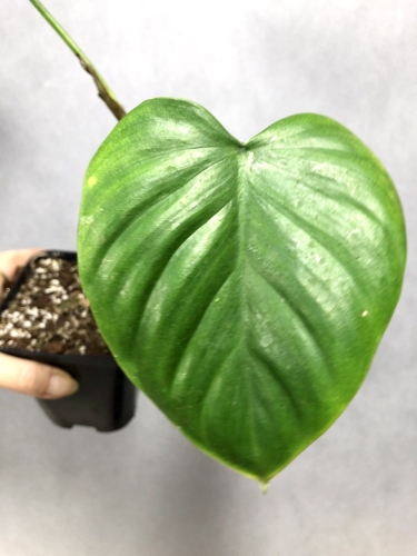Philodendron shottianum