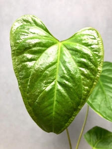 Anthurium longistrorsum
