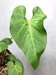 A. rotundistigmatum M - przykładowa sadzonka