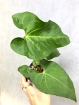 A. rotundistigmatum M - przykładowa sadzonka