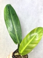 PHRUI 1
