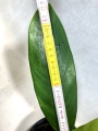 PHRUI 1