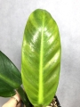 PHRUI 1