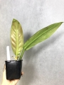 PHRUI 1
