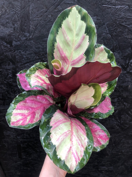 Calathea roseopicta Silvia