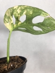 M. adansoni variegata - przykładowe zdjęcie