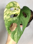 M. adansonii variegata - przykładowe zdjęcie